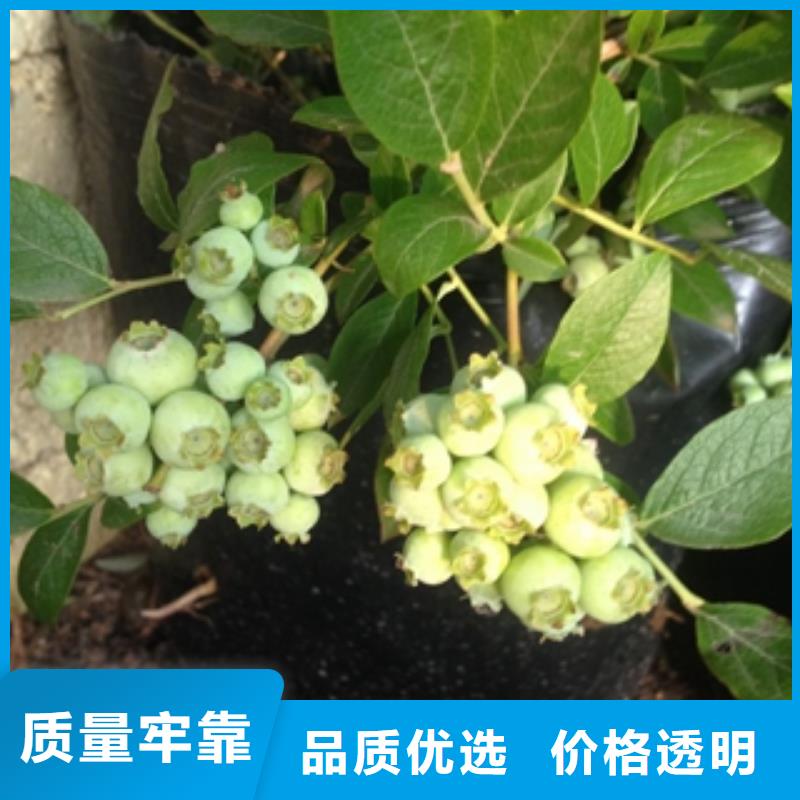 灿烂蓝莓苗繁育方法