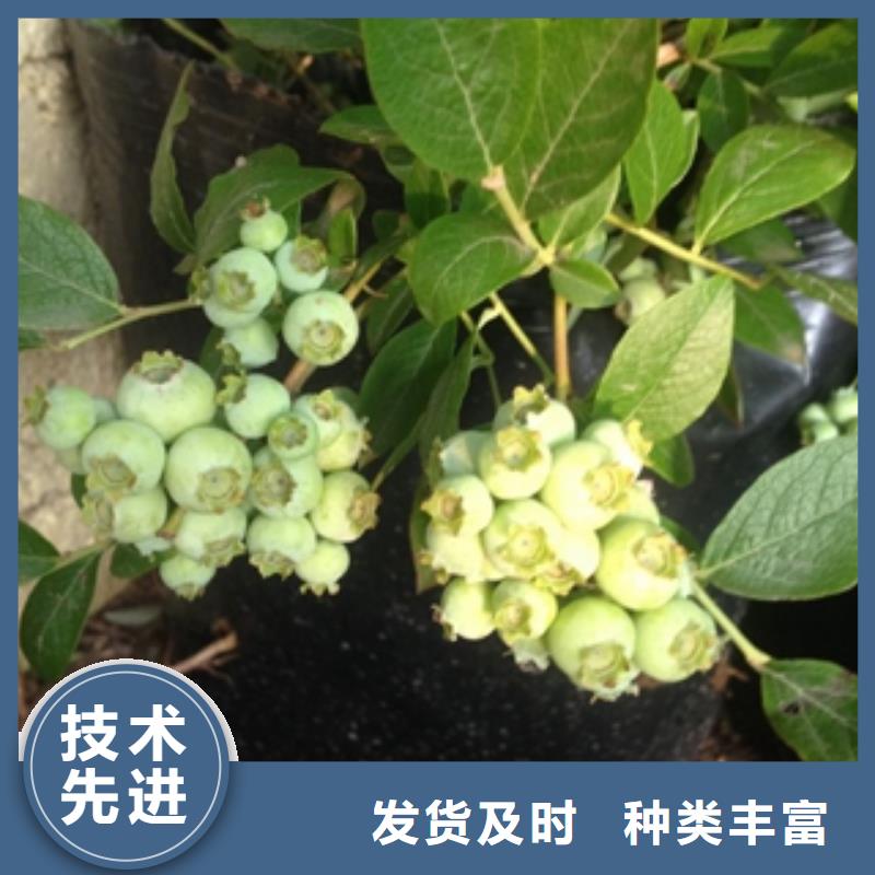 3年生瑞卡蓝莓苗繁育方法