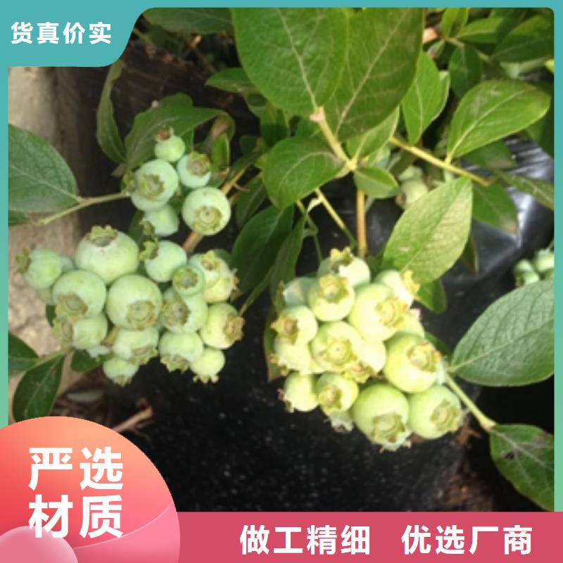2年生天后蓝莓苗江浙地区价格