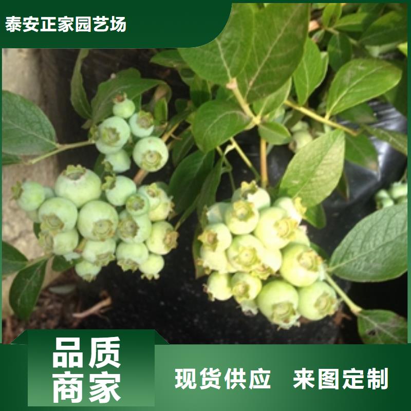 绿宝石蓝莓苗江浙地区价格