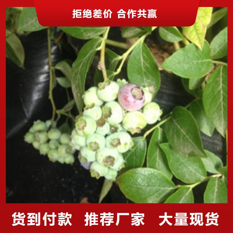 3年挂果蓝莓苗栽培技术