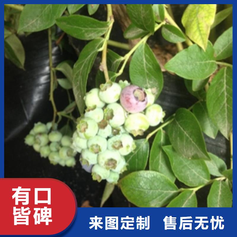 3年生瑞卡蓝莓苗种植技术