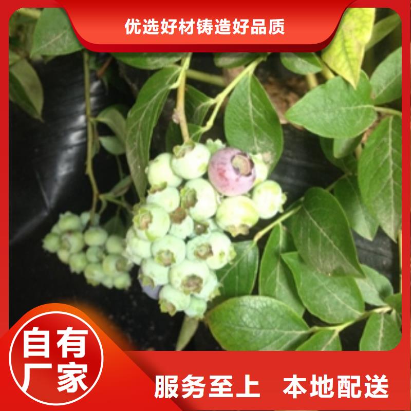 地栽蓝莓苗繁育方法