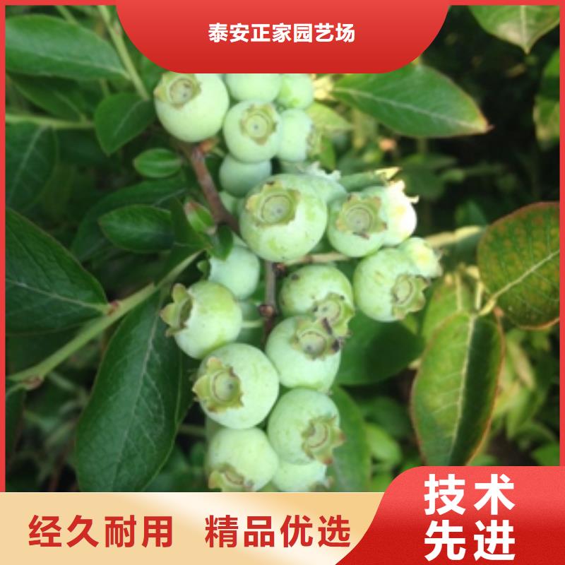 严格把控质量(正家)绿宝石蓝莓苗繁育方法