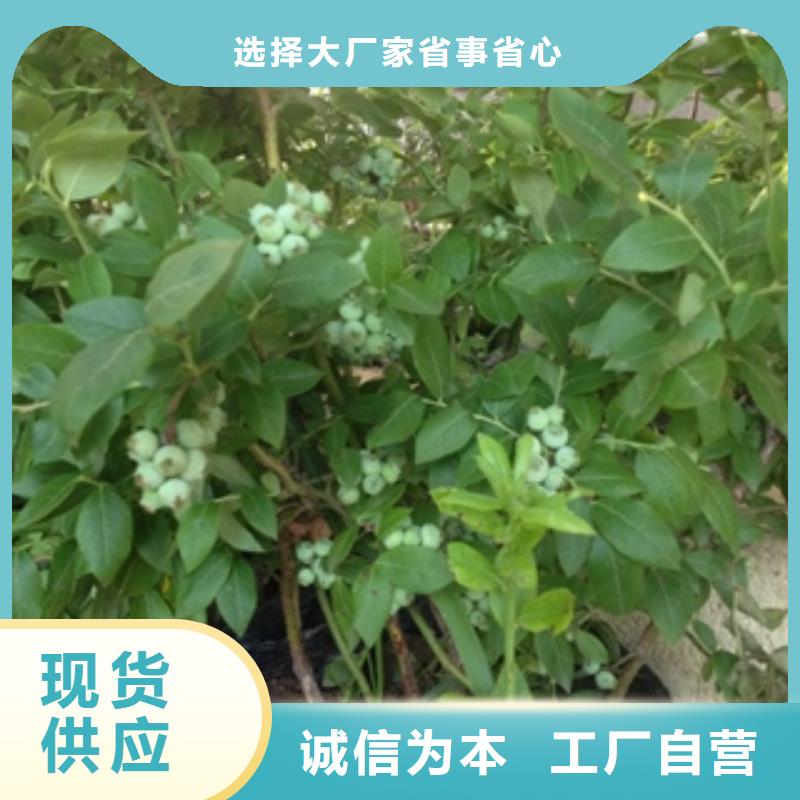 采购【正家】蓝莓苗绿化树 绿化工程销售的是诚信
