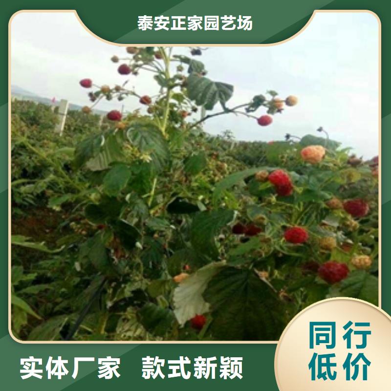 丰满红双季红树莓种植多年经验