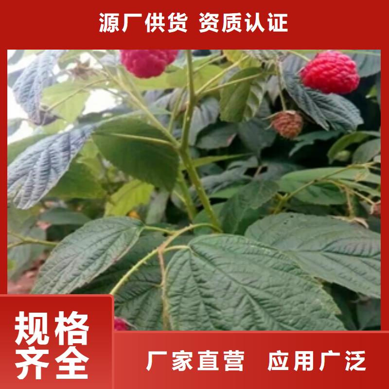 黑巴提树莓苗栽培技术