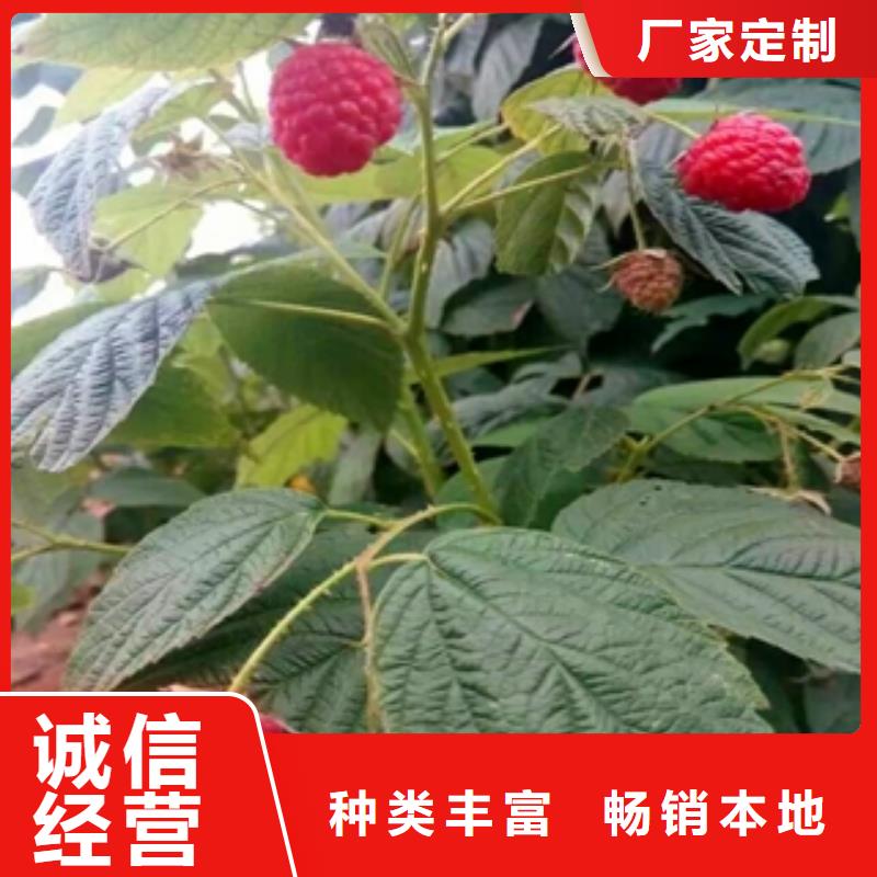 黑树莓苗种植基地