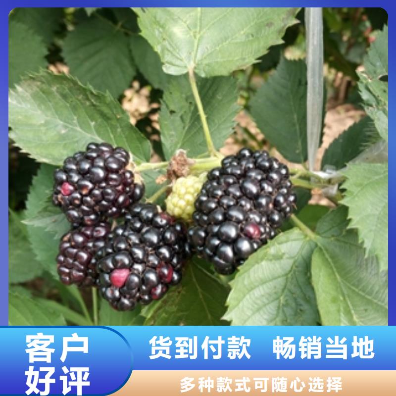 《银川》咨询黑巴提树莓苗种植基地