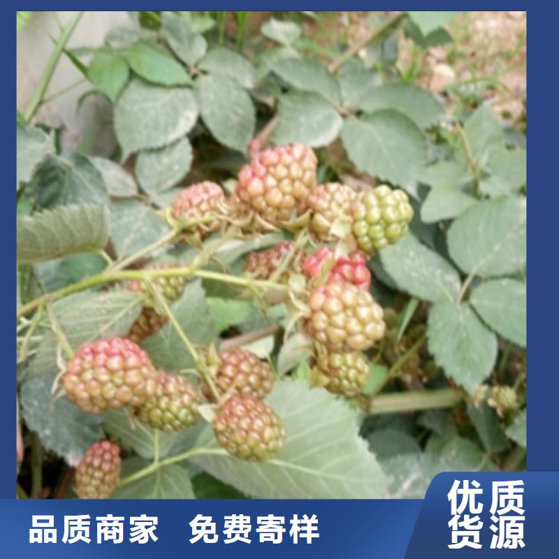 同城<正家>单季红树莓苗生长习性