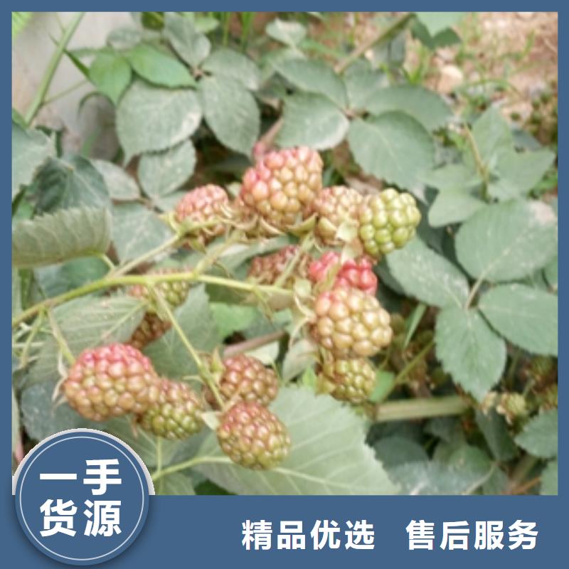 0.5-0.8公分树莓苗批发