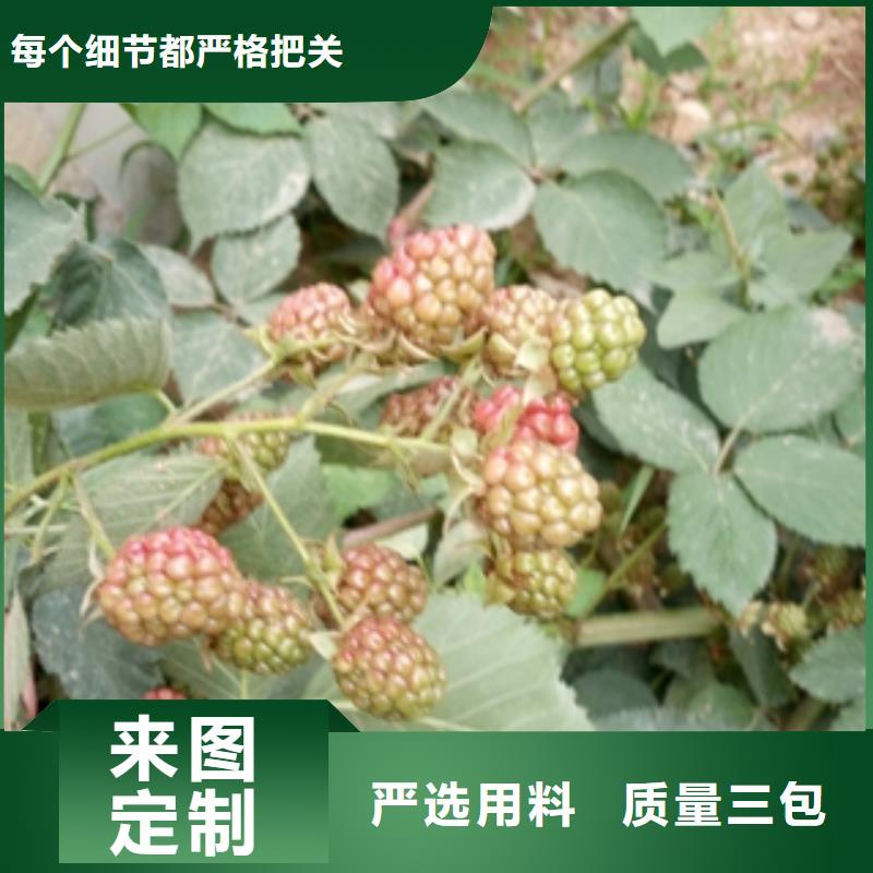 秋金黄树莓苗价格