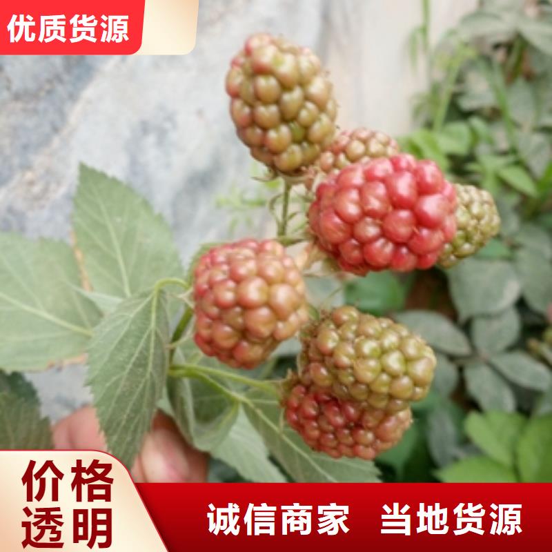 双季红树莓苗零售