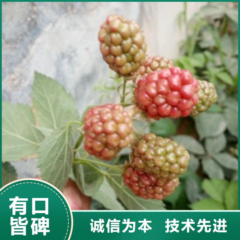 澳洲红红树莓苗繁育方法