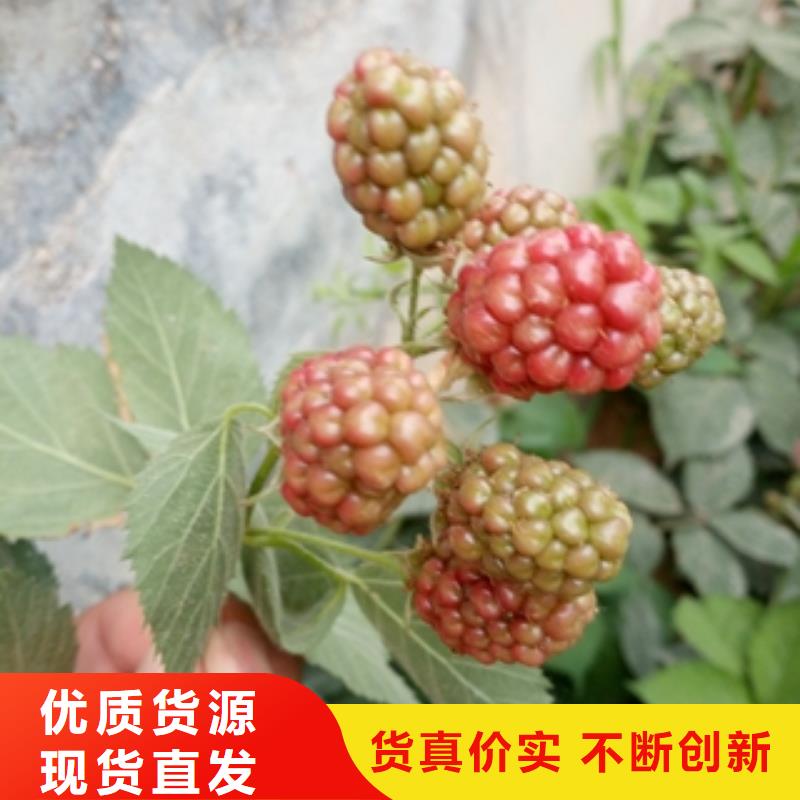 1公分双季红树莓苗生长习性