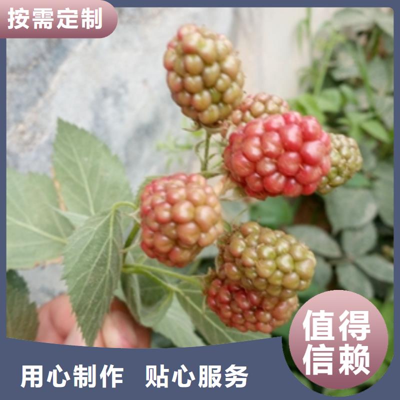 单季红树莓苗生长习性