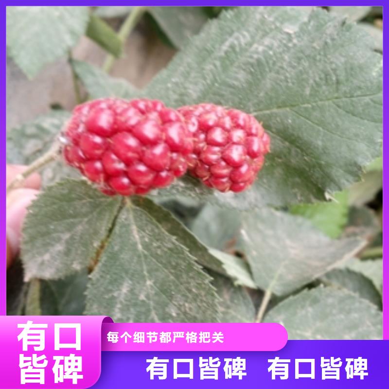 单季红树莓苗生长习性
