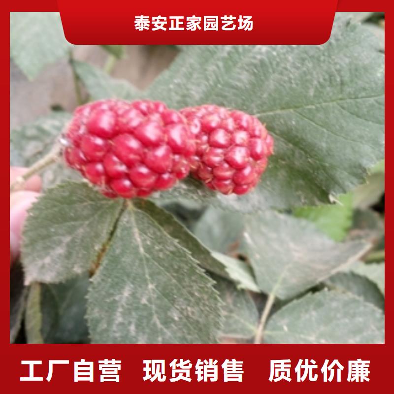 丰满红双季红树莓苗生长习性