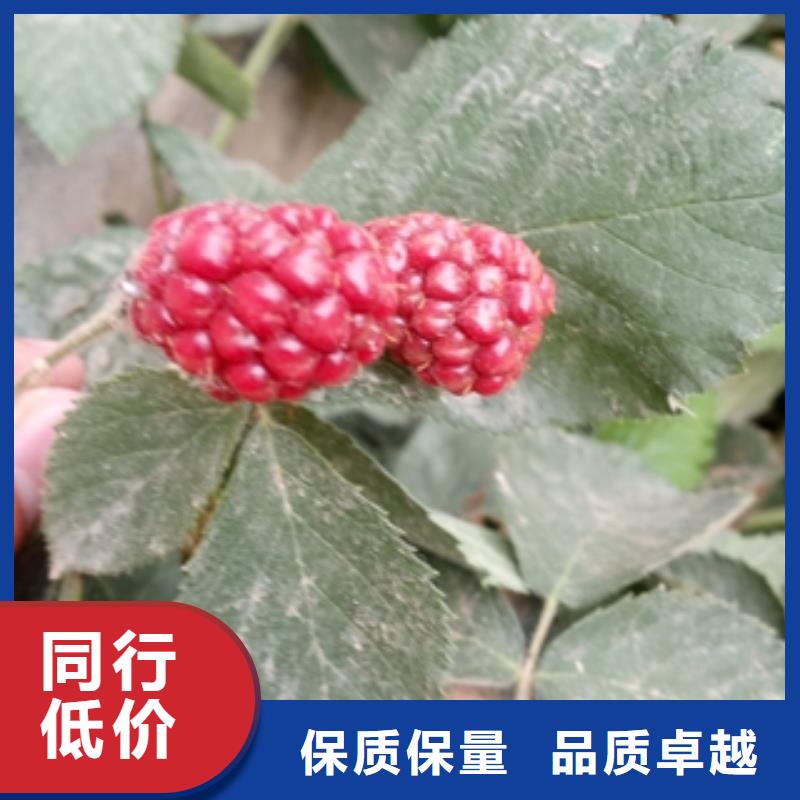 黑巴提树莓苗形态特征