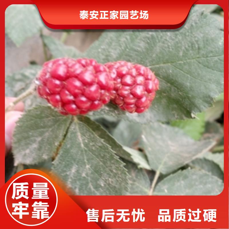 1公分树莓苗形态特征