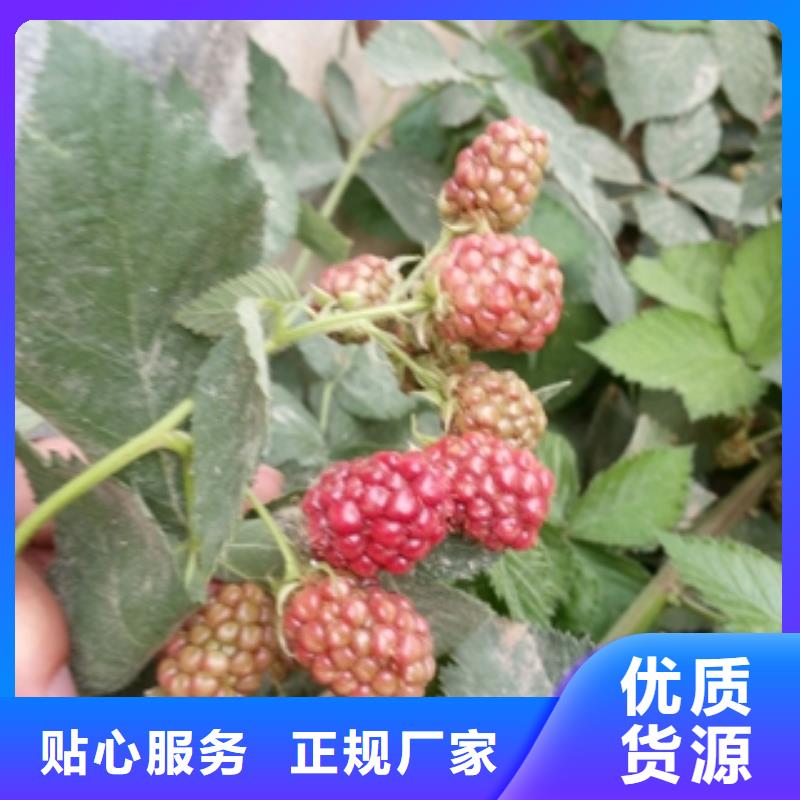 双季红树莓苗价格