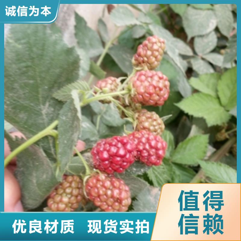 丰满红双季红树莓苗价格