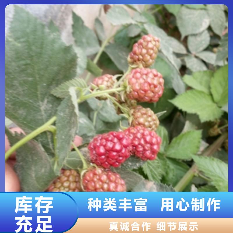 0.5-0.8公分树莓苗种植基地