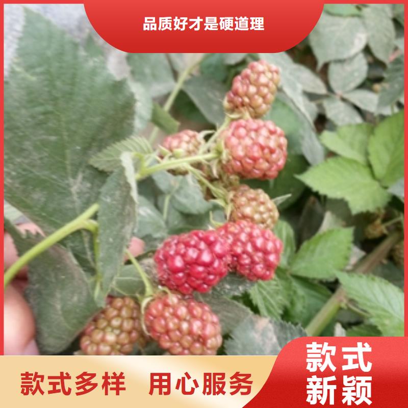 秋金黄树莓苗价格