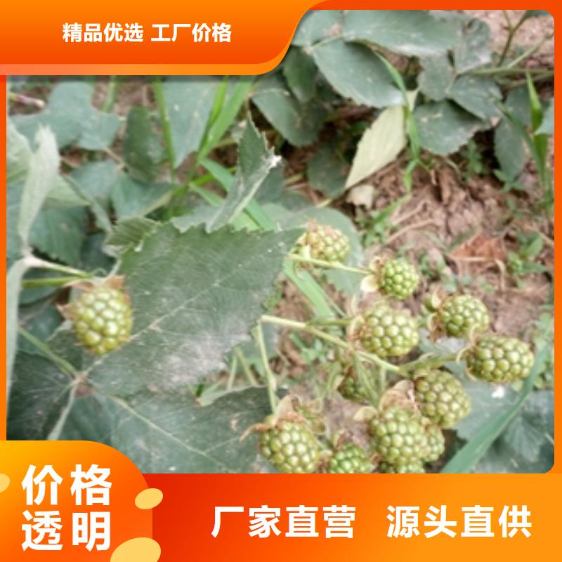 细节展示<正家>中林54号紫树莓苗生长习性