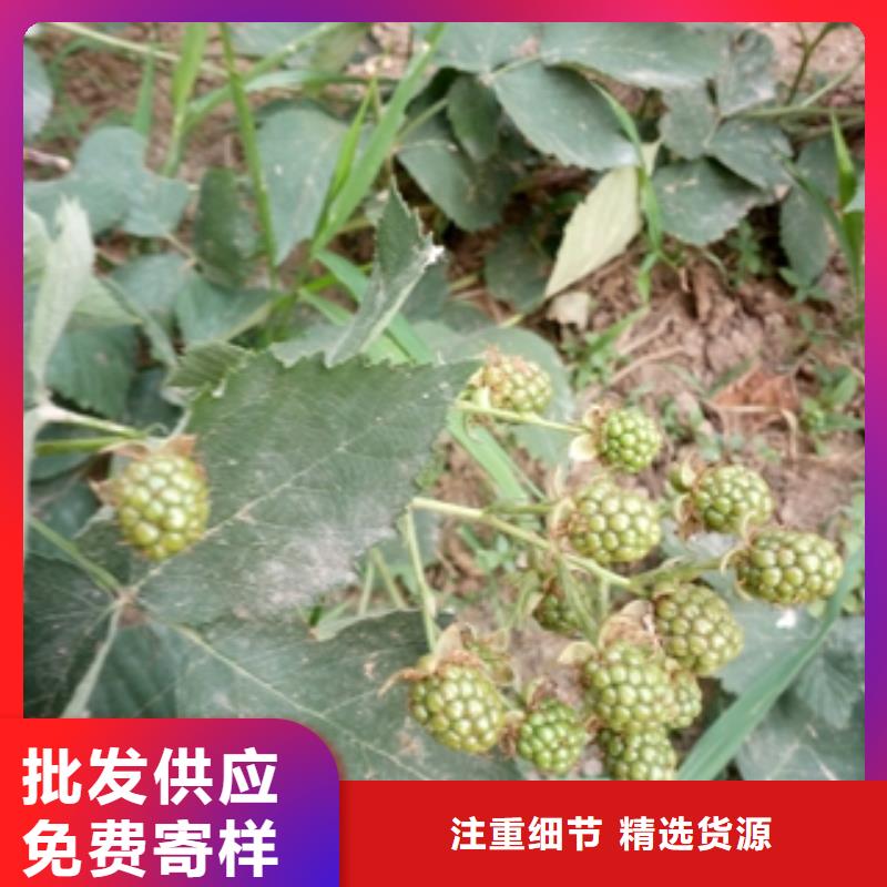 三冠王黑树莓苗形态特征