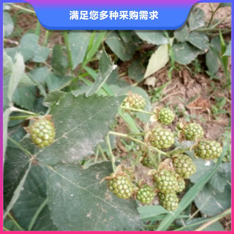  本地 [正家]双季红树莓苗繁育方法