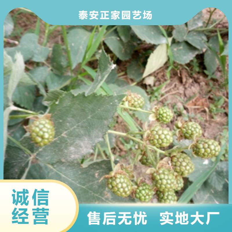 三冠王黑树莓苗栽培技术