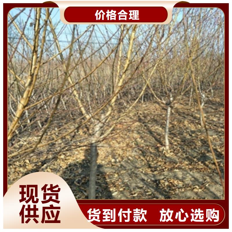 8公分占地核桃树苗批发价出售