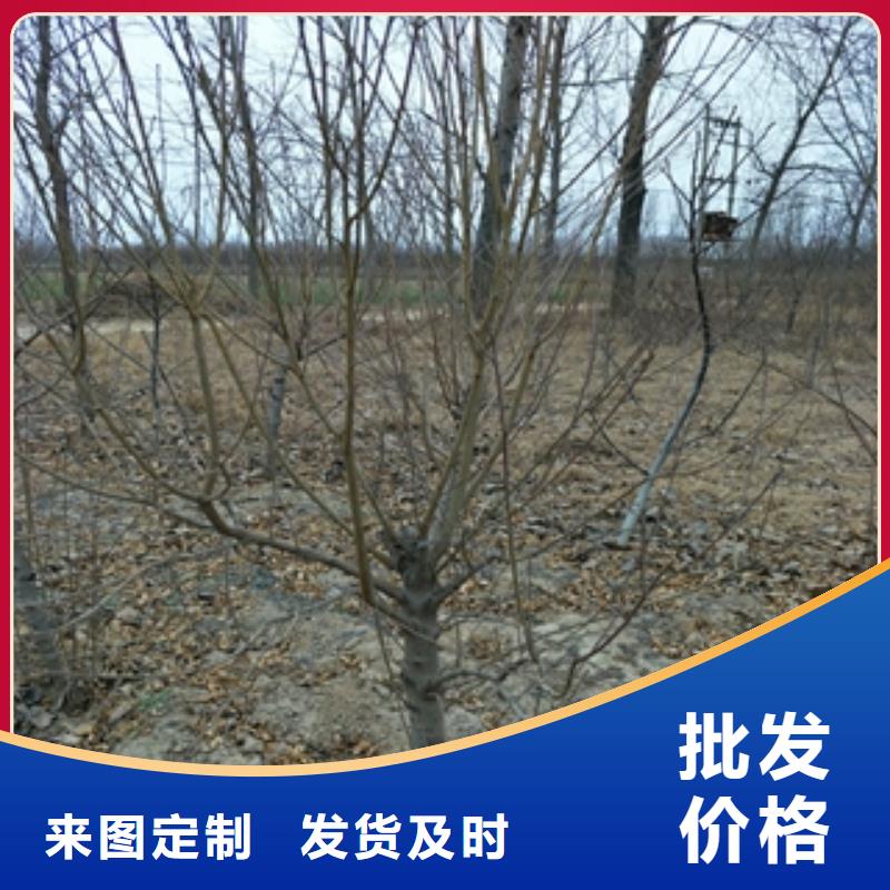 中油21号油桃苗种植基地