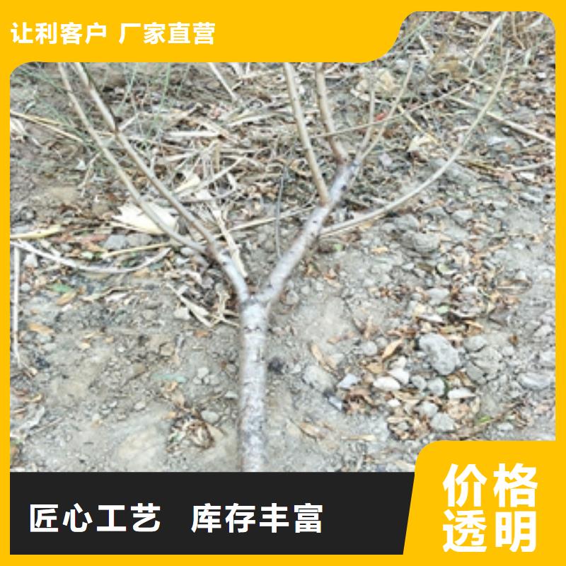 占地果树苗量大价廉