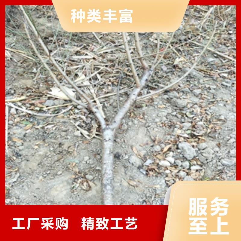 【桃树蓝莓苗源厂直销】