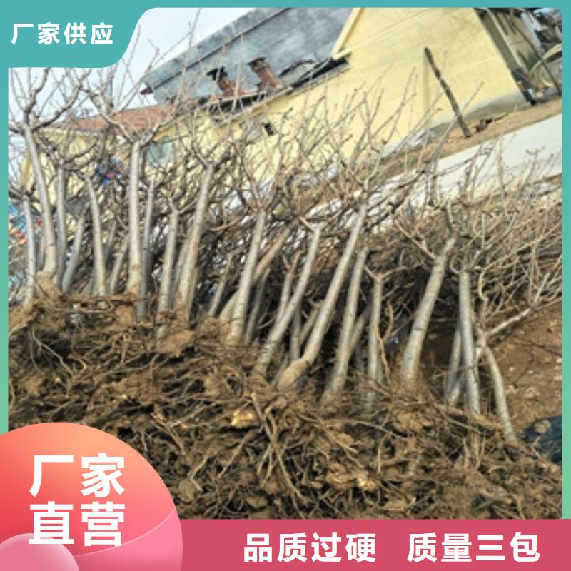 桃树【占地果树】好品质经得住考验