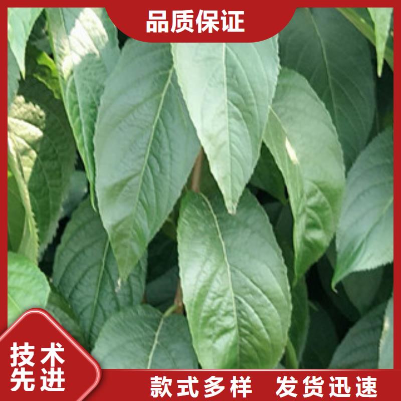 2公分定植杜仲价格