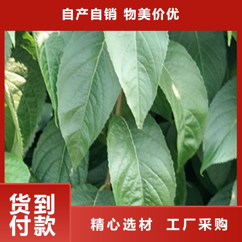 3公分杜仲苗种植基地