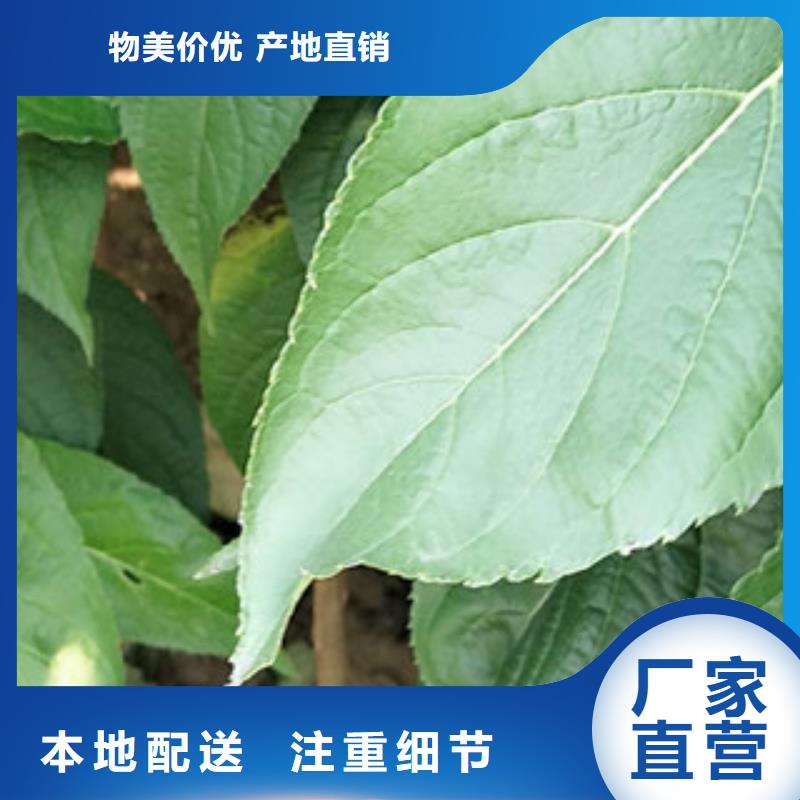 3公分杜仲苗种植基地