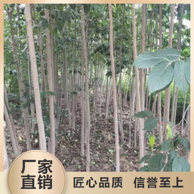 1公分杜仲小苗种植基地