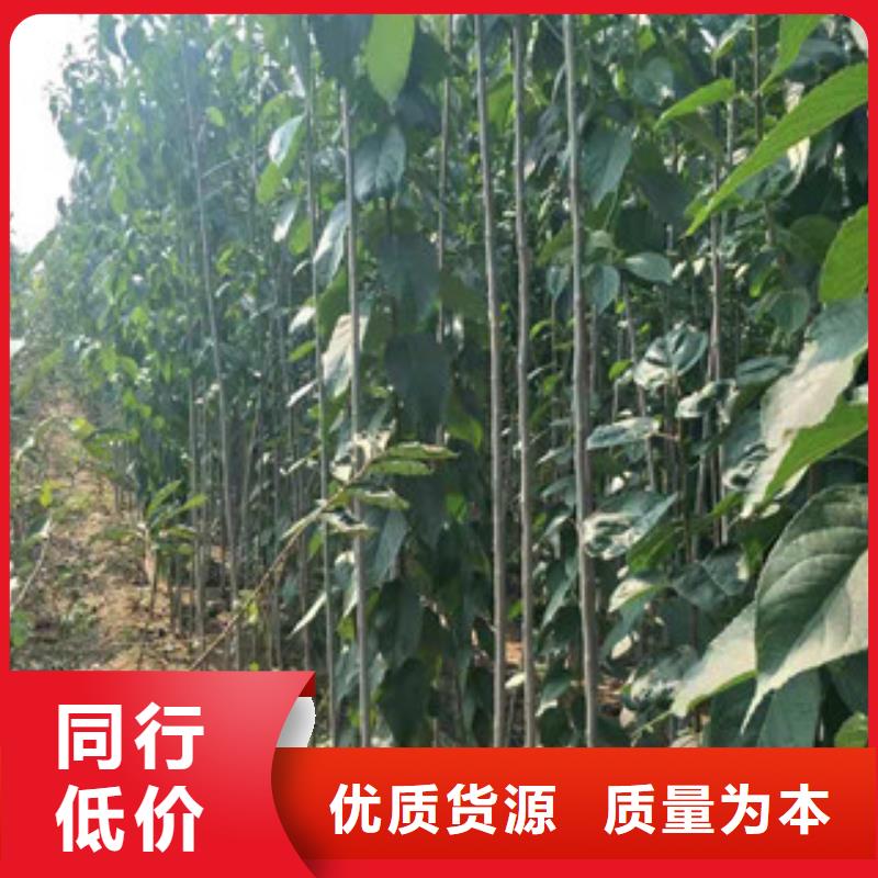 2公分定植杜仲价格