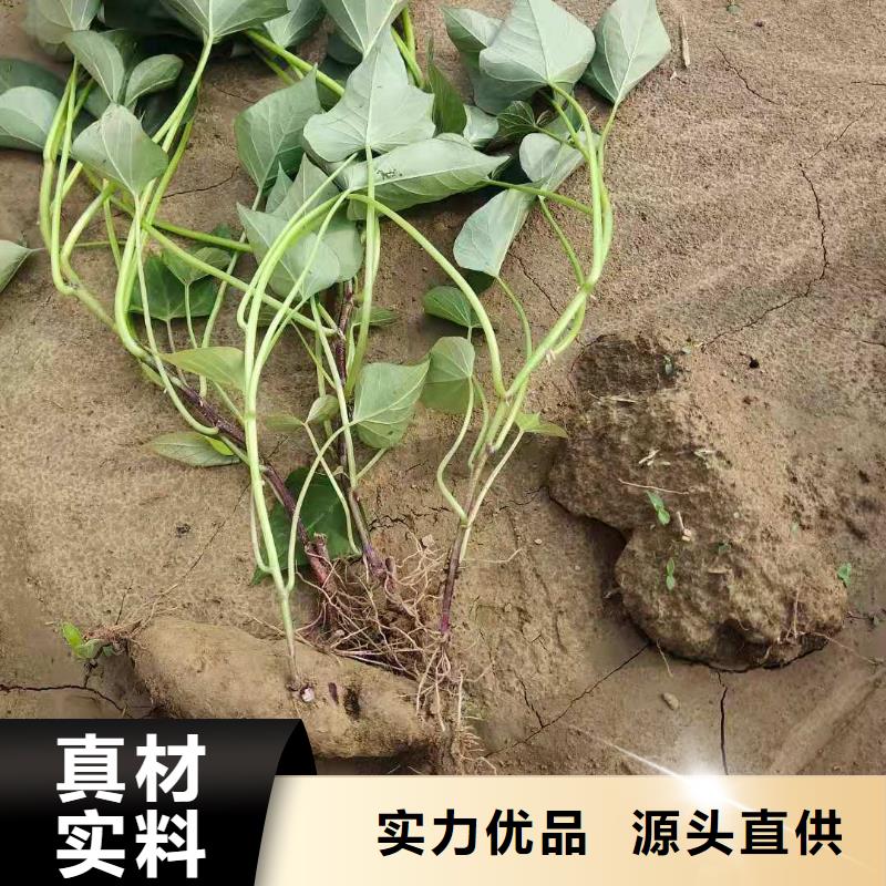 红甘薯苗（高剪苗）管理技术