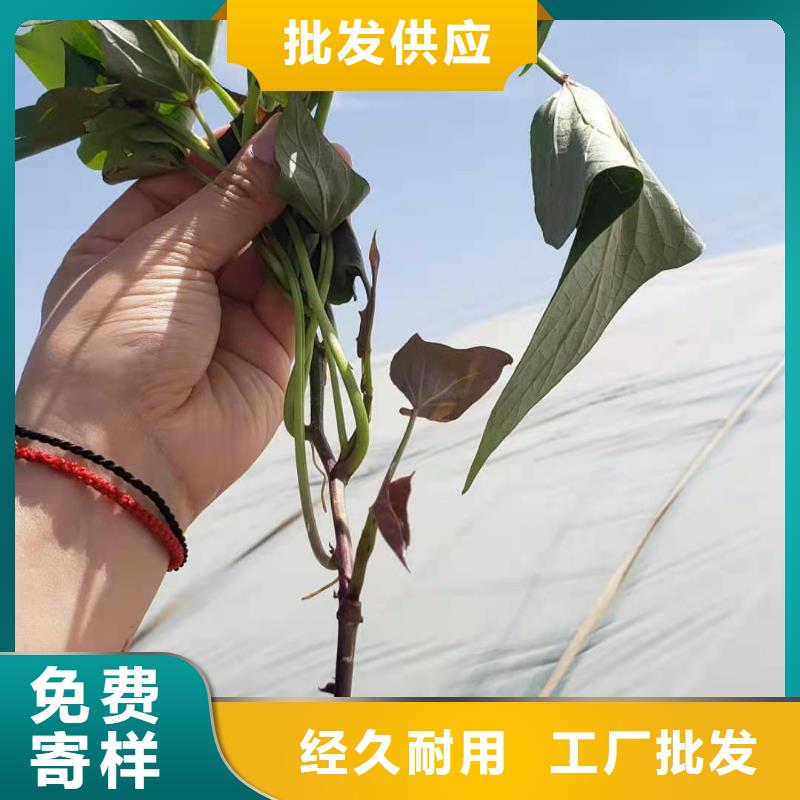 红薯苗（西瓜红）种植厂家