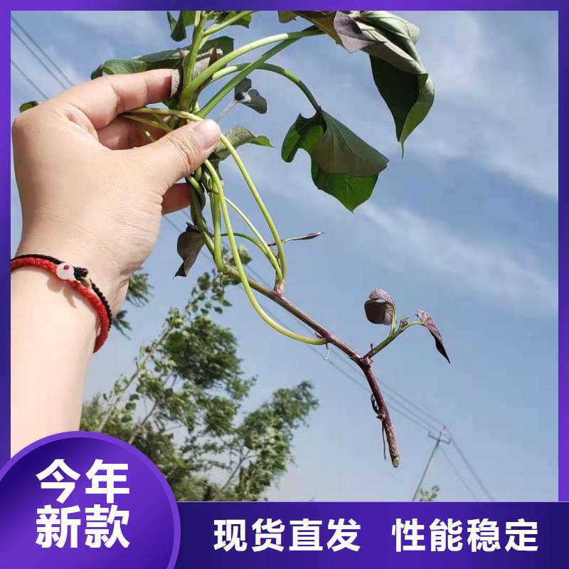 红甘薯苗（高剪苗）适合种植的地方