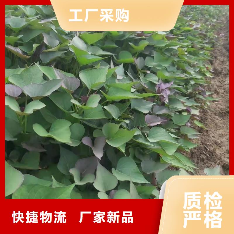 麦茬苗（紫薯)品种区别