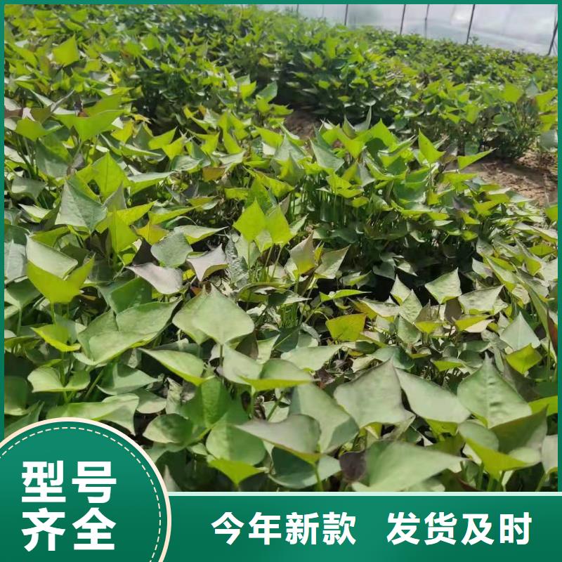 麦茬苗（紫薯)面向全国销售