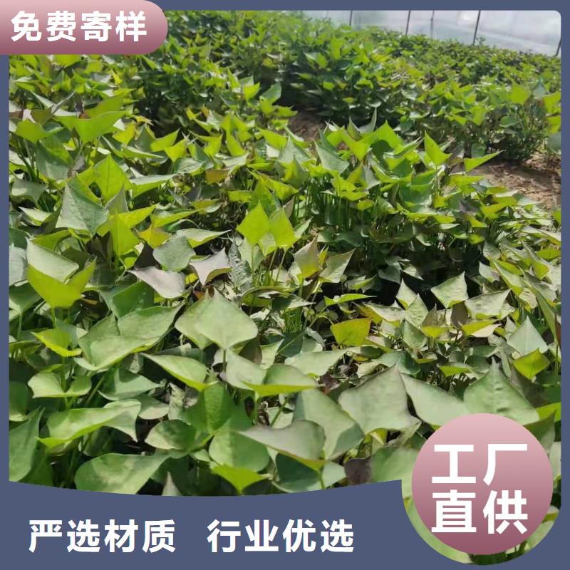 麦茬苗（紫薯)供应商