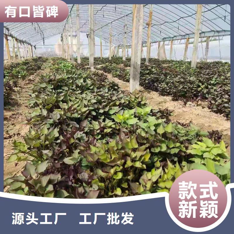 夏薯济黑2号苗子质量可靠