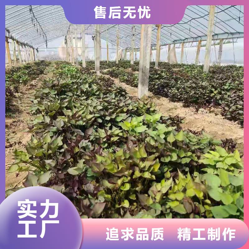 绫紫薯苗种植时间